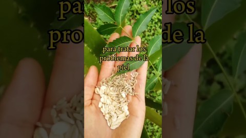 ¿Sufres de alergias, hongos, irritación y otros problemas de la piel? #plantasmedicinales ¿Sufres de alergias, hongos, irritación y otros problemas de la piel? #plantasmedicinales