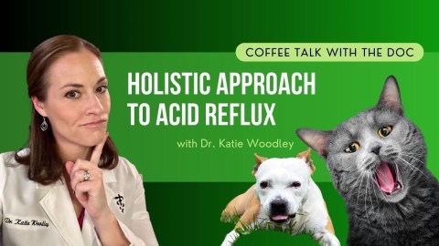 Holistic Approach for Acid Reflux: Natural Remedies to Help Your Pet Feel Better Holistic Approach for Acid Reflux: Natural Remedies to Help Your Pet Feel Better