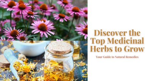 Discover the Top Medicinal Herbs to Grow: Your Guide to Natural Remedies Discover the Top Medicinal Herbs to Grow: Your Guide to Natural Remedies