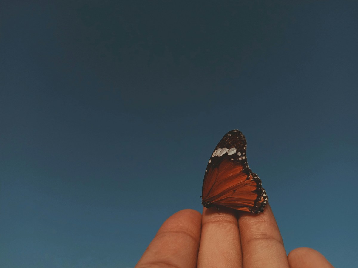 Kelebek Sohbet Chat Odaları Kelebek Sohbet Chat Odaları