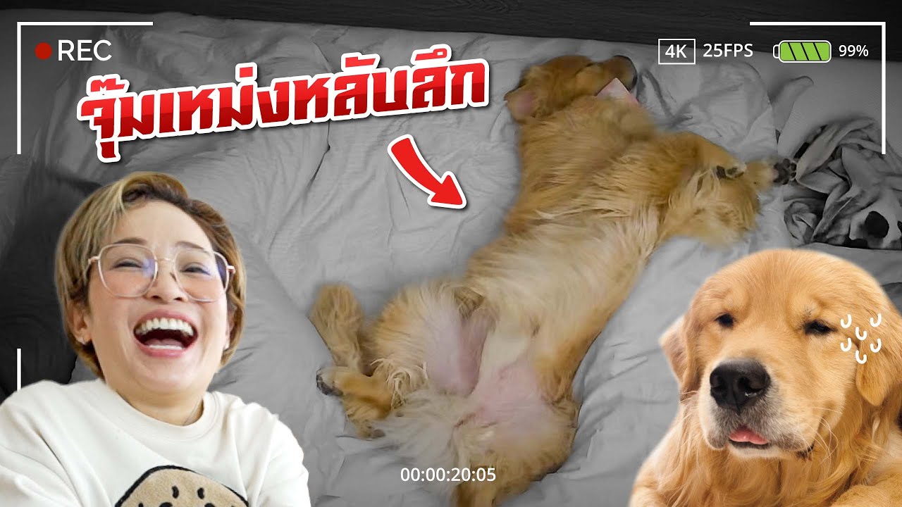 Japan and Friends – ตั้งกล้องดูชีวิตจริงตอนนอนกับหมา… สรุปได้นอนมั้ย? | Japan and Friends Japan and Friends – ตั้งกล้องดูชีวิตจริงตอนนอนกับหมา… สรุปได้นอนมั้ย? | Japan and Friends