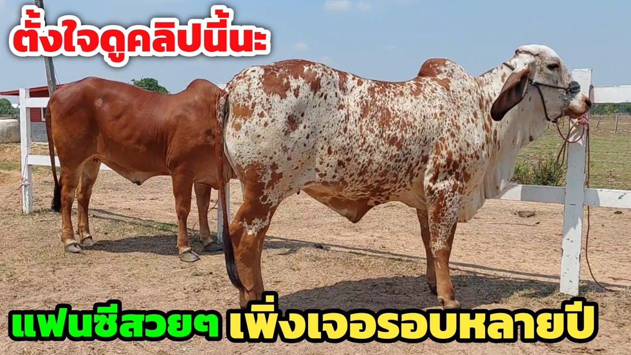 Boonchoo Channel เกษตรสร้างสุข ด้วยวิถีพอเพียง – ไชน่าฟาร์ม เปิดแบ่งวัวงามๆจำนวนมาก แฟนซีสวยๆแบบนี้หายากแล้ว ของดีล้วนๆครับคลิปนี้ | 30/3/69 Boonchoo Channel เกษตรสร้างสุข ด้วยวิถีพอเพียง – ไชน่าฟาร์ม เปิดแบ่งวัวงามๆจำนวนมาก แฟนซีสวยๆแบบนี้หายากแล้ว ของดีล้วนๆครับคลิปนี้ | 30/3/69