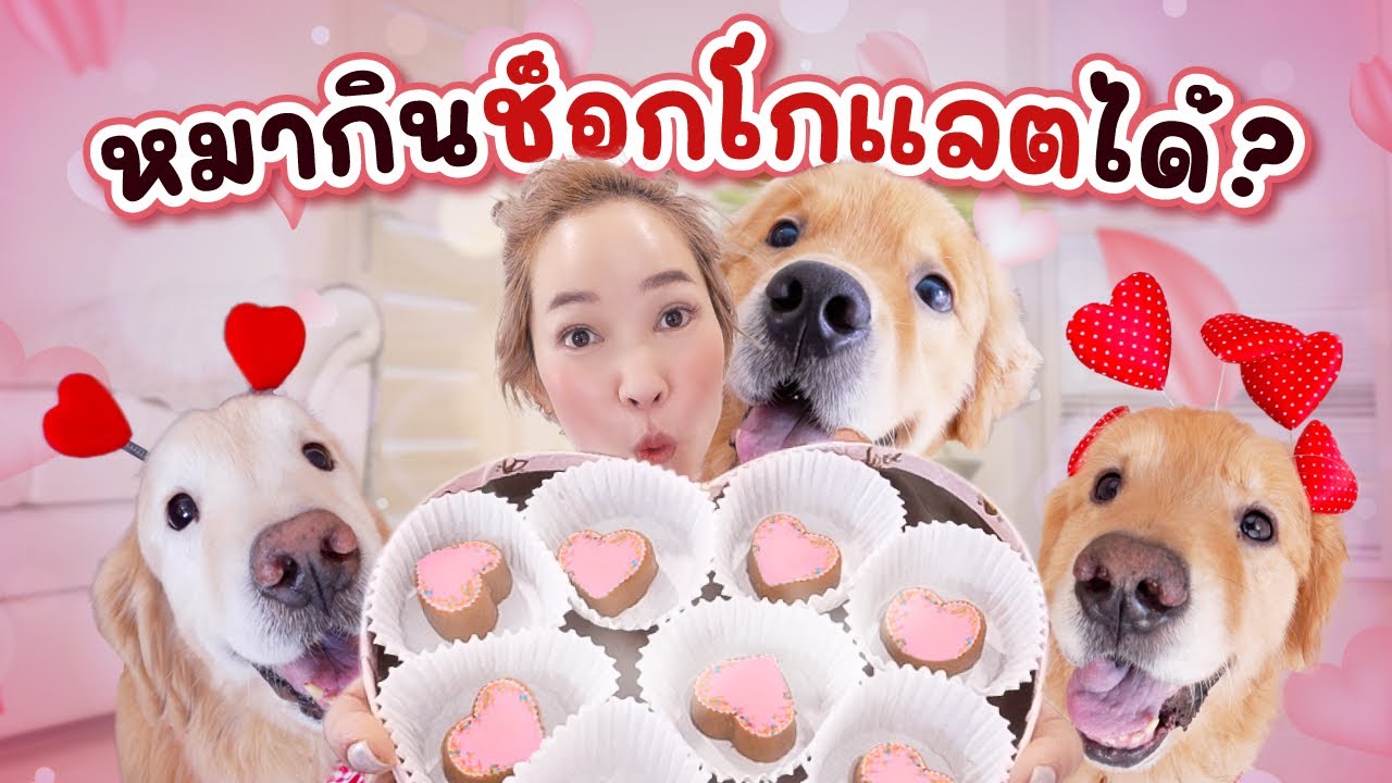 Japan and Friends – พาทำช็อกโกแลตที่หมากินได้!! | Japan and Friends Japan and Friends – พาทำช็อกโกแลตที่หมากินได้!! | Japan and Friends