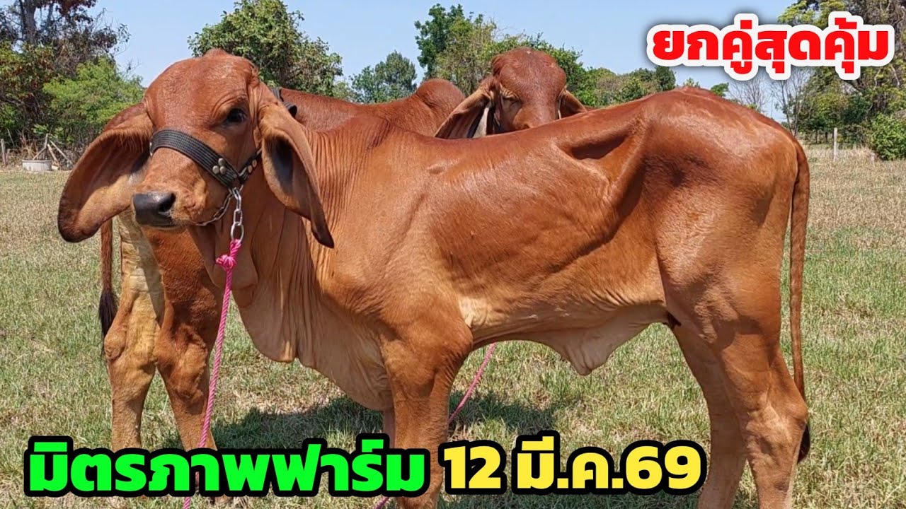 Boonchoo Channel เกษตรสร้างสุข ด้วยวิถีพอเพียง – มิตรภาพฟาร์ม วัวสาวยกคู่สุดคุ้ม อนาคตพ่อพันธุ์สีแดงเข้มราคาน่าสน | 12 มี.ค.69 | ส่งฟรีอีสาน Boonchoo Channel เกษตรสร้างสุข ด้วยวิถีพอเพียง – มิตรภาพฟาร์ม วัวสาวยกคู่สุดคุ้ม อนาคตพ่อพันธุ์สีแดงเข้มราคาน่าสน | 12 มี.ค.69 | ส่งฟรีอีสาน
