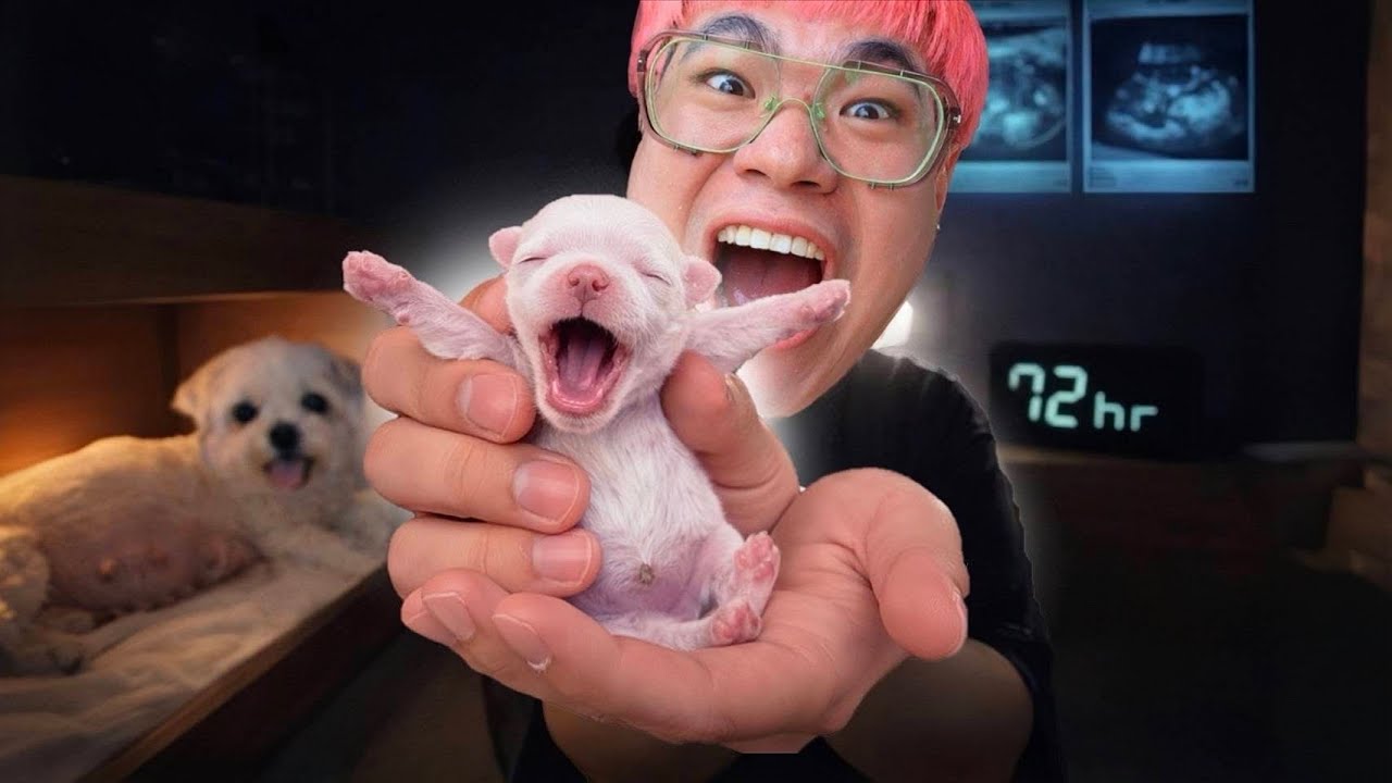 Topby Toast – 72 ชม. แห่งการรอคอย ทำคลอดทารกน้อย!! 🐶 Topby Toast – 72 ชม. แห่งการรอคอย ทำคลอดทารกน้อย!! 🐶