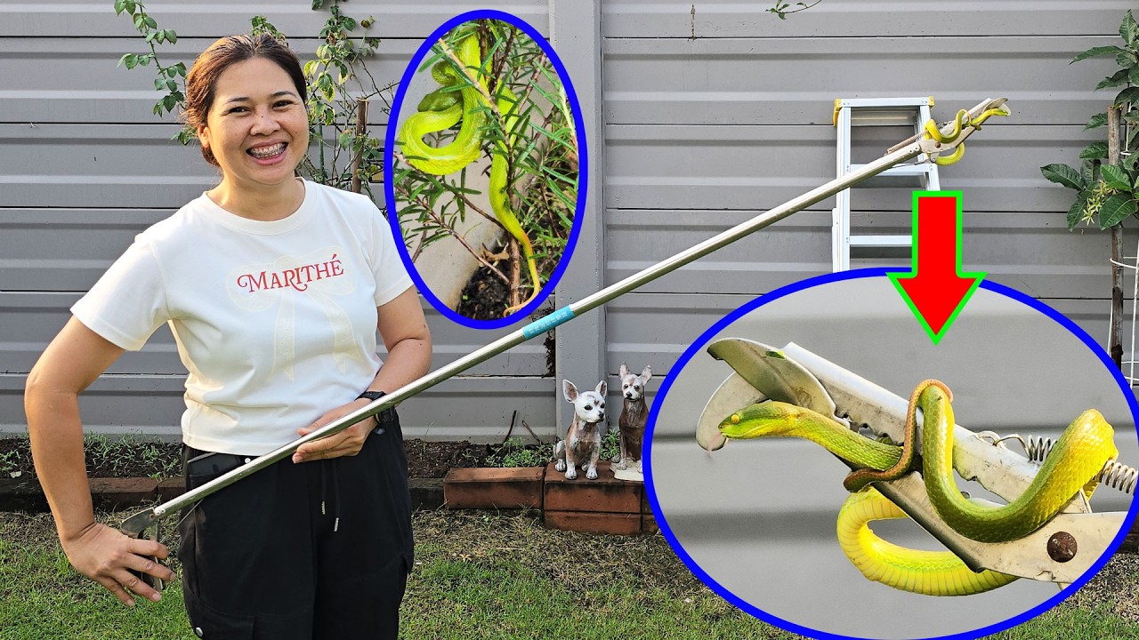 Beam Copphone – งูพิษที่ไม่อยากเจอ งูเขียวหางไหม้ท้องเหลือง | ป๊าบาส แม่บี Beam Copphone – งูพิษที่ไม่อยากเจอ งูเขียวหางไหม้ท้องเหลือง | ป๊าบาส แม่บี