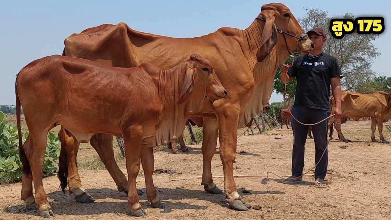 Boonchoo Channel เกษตรสร้างสุข ด้วยวิถีพอเพียง – ไชน่าฟาร์ม วัวงามๆทั้งนั้น มีให้ครบ ของดีเกรดพรีเมี่ยม | 13 เม.ย.69| เปิดแบบนี้ยิ่งกว่าถูกหวย Boonchoo Channel เกษตรสร้างสุข ด้วยวิถีพอเพียง – ไชน่าฟาร์ม วัวงามๆทั้งนั้น มีให้ครบ ของดีเกรดพรีเมี่ยม | 13 เม.ย.69| เปิดแบบนี้ยิ่งกว่าถูกหวย