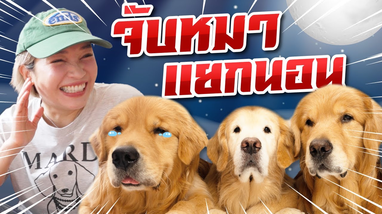 Japan and Friends – ลองใจหมาขี้เหงา ให้เค้านอนแยกห้อง l Japan and Friends Japan and Friends – ลองใจหมาขี้เหงา ให้เค้านอนแยกห้อง l Japan and Friends