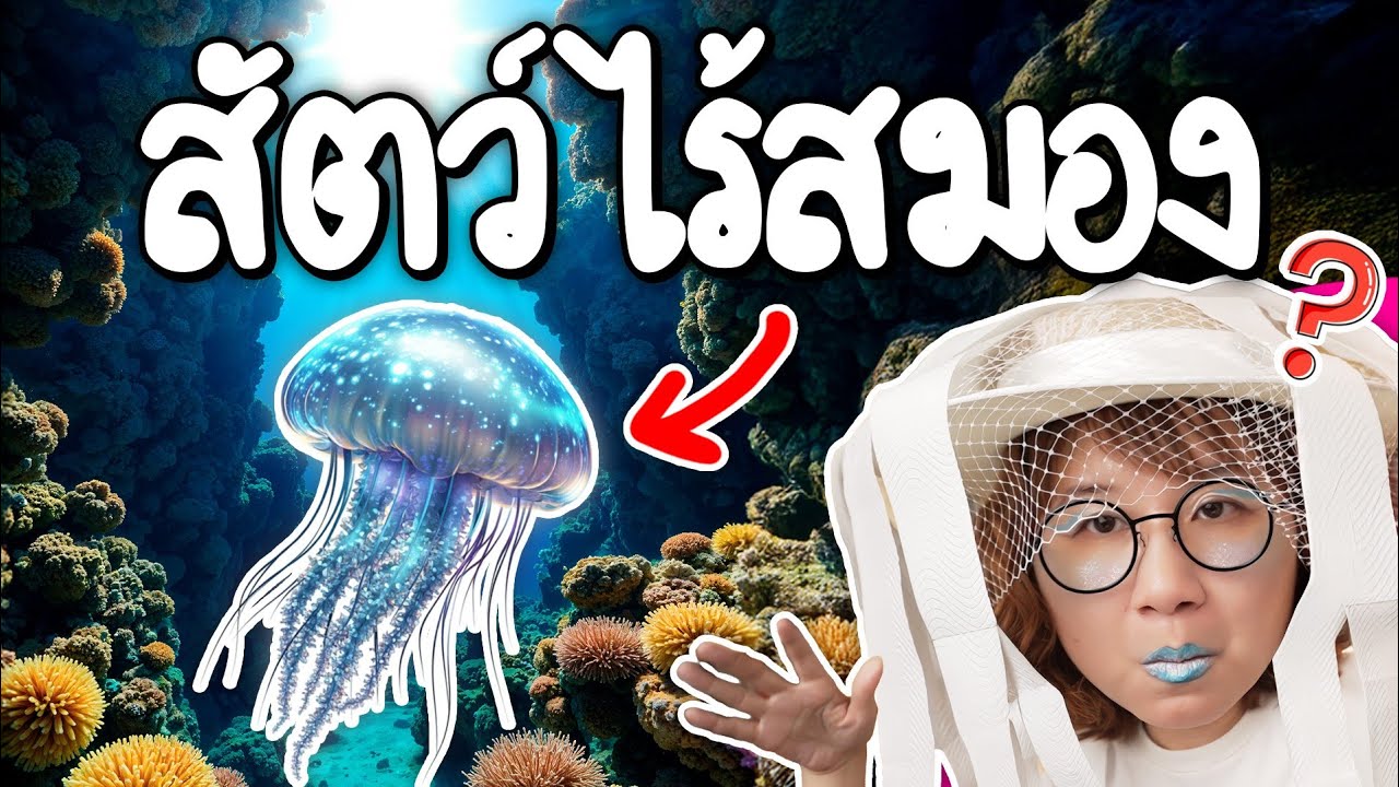 Point of View – สัตว์ไร้สมองแห่งท้องทะเล #สาระสัตว์สัตว์ | Point of View Point of View – สัตว์ไร้สมองแห่งท้องทะเล #สาระสัตว์สัตว์ | Point of View