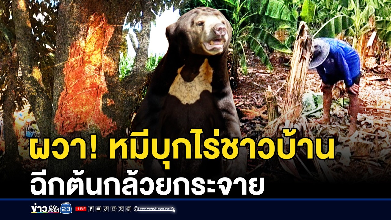 ข่าวเวิร์คพอยท์ 23 – ผวา! หมีบุกไร่ชาวบ้าน ฉีกต้นกล้วยกระจาย | ชงข่าวเขย่าจอ | 11 มีนาคม 2569 ข่าวเวิร์คพอยท์ 23 – ผวา! หมีบุกไร่ชาวบ้าน ฉีกต้นกล้วยกระจาย | ชงข่าวเขย่าจอ | 11 มีนาคม 2569
