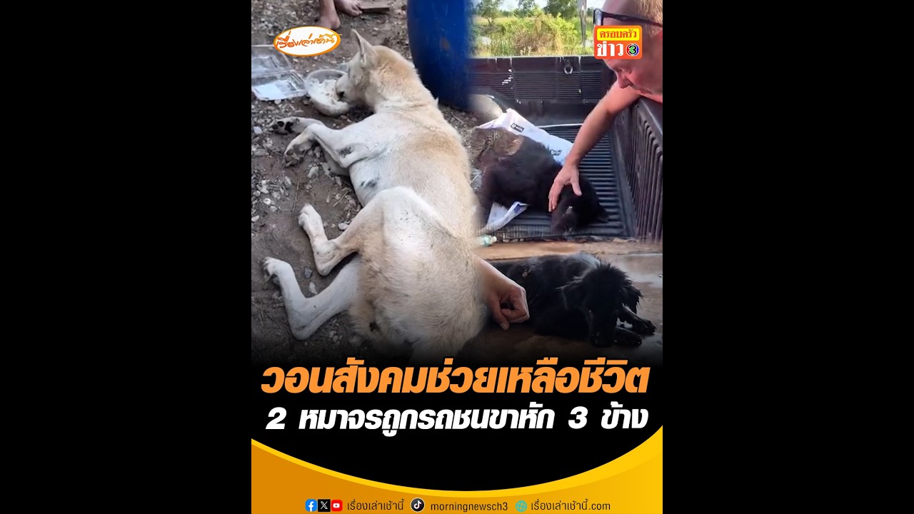 เรื่องเล่าเช้านี้ – วอนสังคมช่วยเหลือชีวิต 2หมาจรถูกรถชนขาหัก 3 ข้าง เรื่องเล่าเช้านี้ – วอนสังคมช่วยเหลือชีวิต 2หมาจรถูกรถชนขาหัก 3 ข้าง