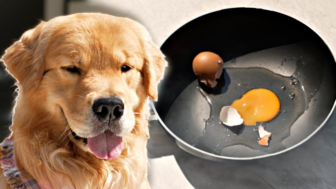 Japan and Friends – จุ๊มเหม่งลองทอดไข่ ด้วยแดดประเทศไทย Japan and Friends – จุ๊มเหม่งลองทอดไข่ ด้วยแดดประเทศไทย