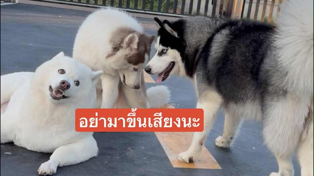 ข้าวจ้าว หมากวนตีน – ข้าวคั่วอิจฉาแม่สวยอาบน้ำตัดขนใหม่สวยขาวกว่า ข้าวจ้าว หมากวนตีน – ข้าวคั่วอิจฉาแม่สวยอาบน้ำตัดขนใหม่สวยขาวกว่า