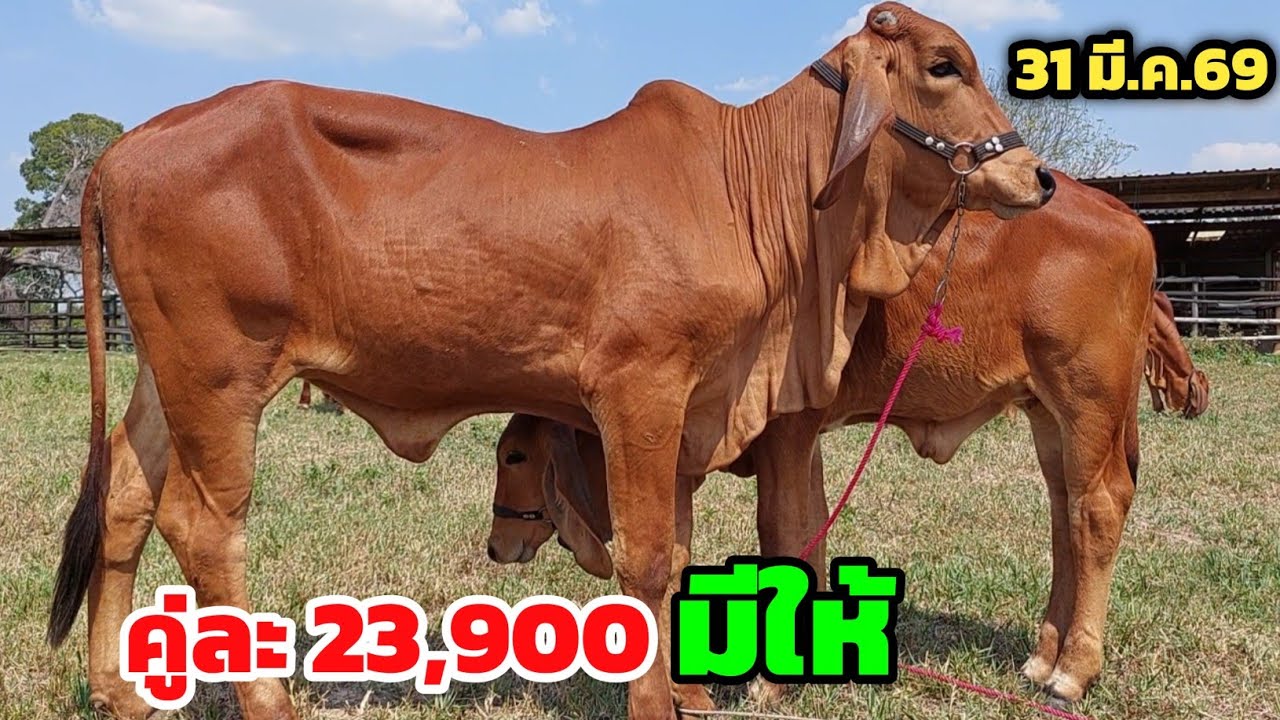 Boonchoo Channel เกษตรสร้างสุข ด้วยวิถีพอเพียง – มิตรภาพฟาร์ม ขายวัวยกคอก 10 ตัว ชุดตั้งฟาร์มนาทีทอง‼️แพ็คคู่สุดคุ้ม 31 มี.ค.69 แบบนี้รีบเลย ส่งฟรี Boonchoo Channel เกษตรสร้างสุข ด้วยวิถีพอเพียง – มิตรภาพฟาร์ม ขายวัวยกคอก 10 ตัว ชุดตั้งฟาร์มนาทีทอง‼️แพ็คคู่สุดคุ้ม 31 มี.ค.69 แบบนี้รีบเลย ส่งฟรี