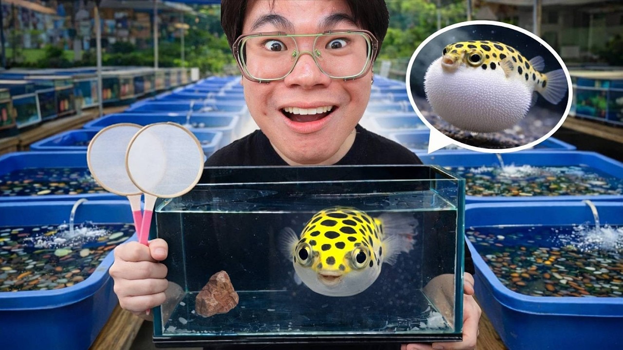 Topby Toast – หาปลาที่อยากเลี้ยง…สุดท้ายผมได้ตัวนี้กลับมา!? Topby Toast – หาปลาที่อยากเลี้ยง…สุดท้ายผมได้ตัวนี้กลับมา!?