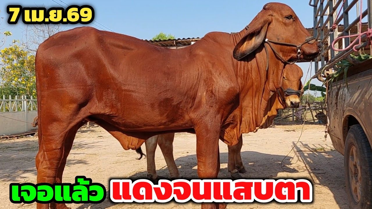 Boonchoo Channel เกษตรสร้างสุข ด้วยวิถีพอเพียง – สุดยอดวัวงามคอกฮ้อยวิ คัดมาใหม่ก่อนสงกรานต์ รอบนี้มีของให้ให้ดู Boonchoo Channel เกษตรสร้างสุข ด้วยวิถีพอเพียง – สุดยอดวัวงามคอกฮ้อยวิ คัดมาใหม่ก่อนสงกรานต์ รอบนี้มีของให้ให้ดู