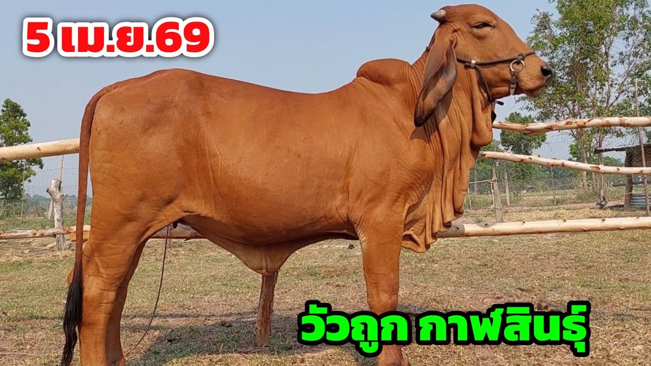 Boonchoo Channel เกษตรสร้างสุข ด้วยวิถีพอเพียง – แหล่งวัวถูก จ.กาฬสินธุ์ นายนุฟาร์มมาใหม่ ส่งฟรี ไม่มีมัดจำ เก็บปลายทาง | 5 เม.ย.69 Boonchoo Channel เกษตรสร้างสุข ด้วยวิถีพอเพียง – แหล่งวัวถูก จ.กาฬสินธุ์ นายนุฟาร์มมาใหม่ ส่งฟรี ไม่มีมัดจำ เก็บปลายทาง | 5 เม.ย.69