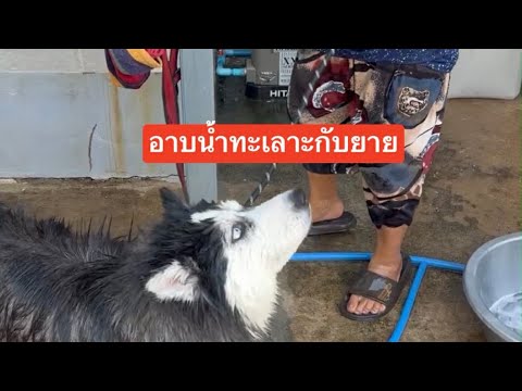 ข้าวจ้าว หมากวนตีน – อาบน้ำไปเถียงยายไปทุกดอกแล้วบอกว่ารักยาย ข้าวจ้าว หมากวนตีน – อาบน้ำไปเถียงยายไปทุกดอกแล้วบอกว่ารักยาย