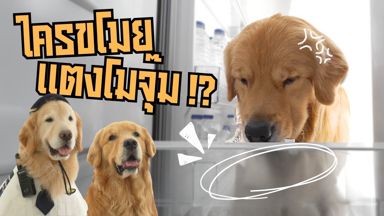 Japan and Friends – จุ๊มเหม่งการละคร ตอน ใครขโมยแตงโมจุ๊ม !? | Japan and Friends Japan and Friends – จุ๊มเหม่งการละคร ตอน ใครขโมยแตงโมจุ๊ม !? | Japan and Friends