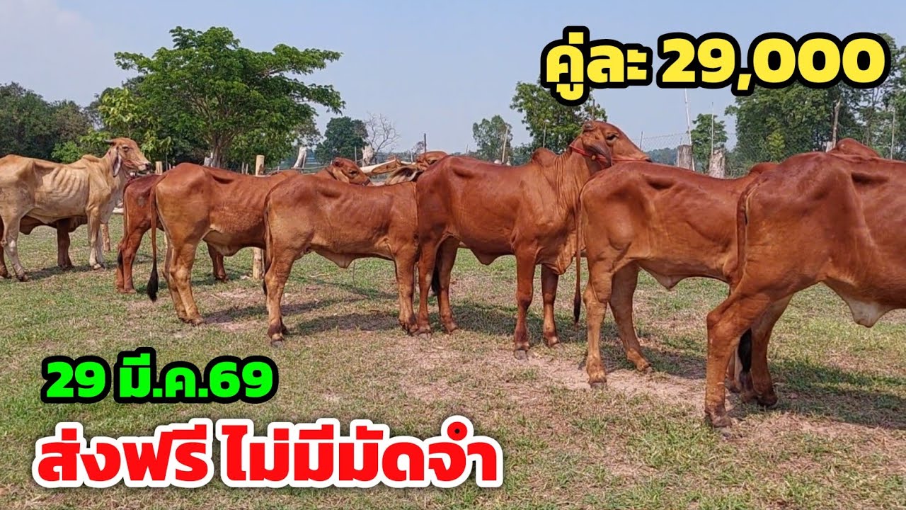 Boonchoo Channel เกษตรสร้างสุข ด้วยวิถีพอเพียง – ใครไม่ซื้อคลิปนี้เสียดายแน่‼️ฟ่าวโทรเด้อ คู่ละ 29,000 หาที่ไหนได้ แหล่งวัวถูกนายนุฟาร์ม จ.กาฬสินธุ์ Boonchoo Channel เกษตรสร้างสุข ด้วยวิถีพอเพียง – ใครไม่ซื้อคลิปนี้เสียดายแน่‼️ฟ่าวโทรเด้อ คู่ละ 29,000 หาที่ไหนได้ แหล่งวัวถูกนายนุฟาร์ม จ.กาฬสินธุ์