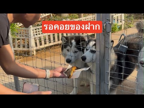 ข้าวจ้าว หมากวนตีน – ลุ้นของฝากการกลับมาของใครสักคน ข้าวจ้าว หมากวนตีน – ลุ้นของฝากการกลับมาของใครสักคน