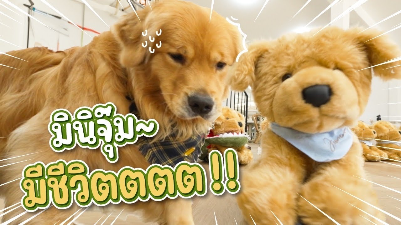 Japan and Friends – หมาจะมีอาการยังไง ถ้าให้เจอตุ๊กตามินิจุ๊มมีชีวิต | Japan and Friends Japan and Friends – หมาจะมีอาการยังไง ถ้าให้เจอตุ๊กตามินิจุ๊มมีชีวิต | Japan and Friends