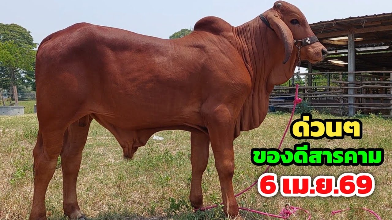 Boonchoo Channel เกษตรสร้างสุข ด้วยวิถีพอเพียง – ด่วน ของดีสารคาม วัวสาวแพ็คคู่ราคาจัดโปร อนาคตพ่อพันธุ์แดงจนแสบตา ส่งฟรีอีสาน | 6 เม.ย.69 Boonchoo Channel เกษตรสร้างสุข ด้วยวิถีพอเพียง – ด่วน ของดีสารคาม วัวสาวแพ็คคู่ราคาจัดโปร อนาคตพ่อพันธุ์แดงจนแสบตา ส่งฟรีอีสาน | 6 เม.ย.69