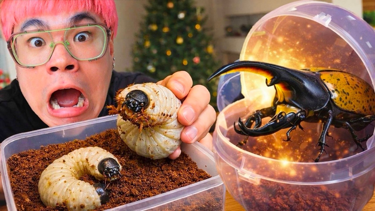 Topby Toast – เปลี่ยนบ้านหนอนด้วง…เพื่อเปลี่ยนเป็นด้วงยักษ์!! และสุ่มหาด้วงสุดแรร์!!? Topby Toast – เปลี่ยนบ้านหนอนด้วง…เพื่อเปลี่ยนเป็นด้วงยักษ์!! และสุ่มหาด้วงสุดแรร์!!?