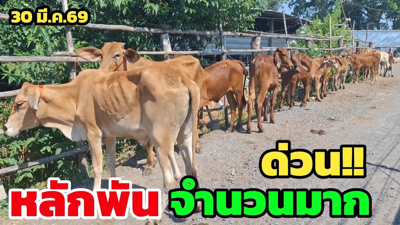 Boonchoo Channel เกษตรสร้างสุข ด้วยวิถีพอเพียง – เพชรน้ำหนึ่งฟาร์ม | 30 มี.ค.69 | ใครหาวัวหลักพันสวยๆไปเลี้ยง ดูอาเลยครับ มีจำนวนมาก Boonchoo Channel เกษตรสร้างสุข ด้วยวิถีพอเพียง – เพชรน้ำหนึ่งฟาร์ม | 30 มี.ค.69 | ใครหาวัวหลักพันสวยๆไปเลี้ยง ดูอาเลยครับ มีจำนวนมาก