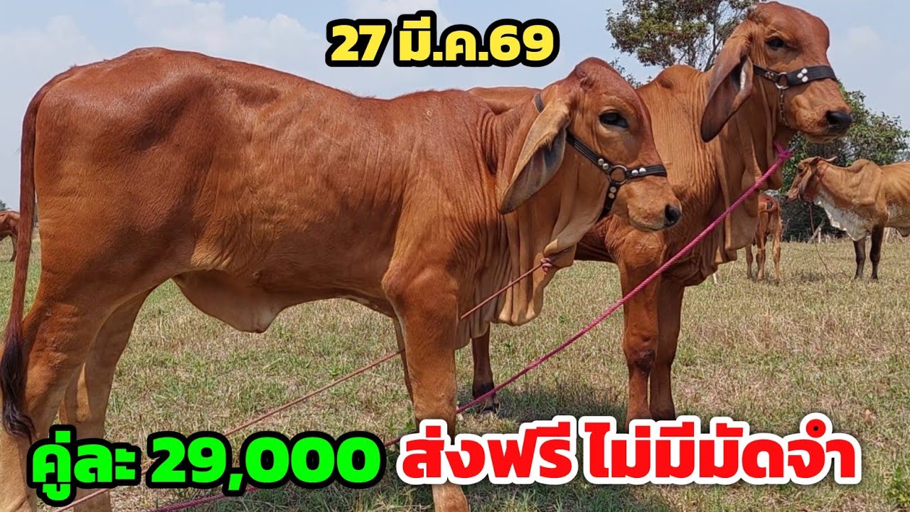 Boonchoo Channel เกษตรสร้างสุข ด้วยวิถีพอเพียง – ทีเด็ดวัวคู่ละ 29,000 แบบนี้มีเท่าไหร่ก็ไม่เหลือ ส่งฟรี ไม่มีมัดจำ เก็บปลายทาง มิตรภาพฟาร์ม 27/3/69 Boonchoo Channel เกษตรสร้างสุข ด้วยวิถีพอเพียง – ทีเด็ดวัวคู่ละ 29,000 แบบนี้มีเท่าไหร่ก็ไม่เหลือ ส่งฟรี ไม่มีมัดจำ เก็บปลายทาง มิตรภาพฟาร์ม 27/3/69