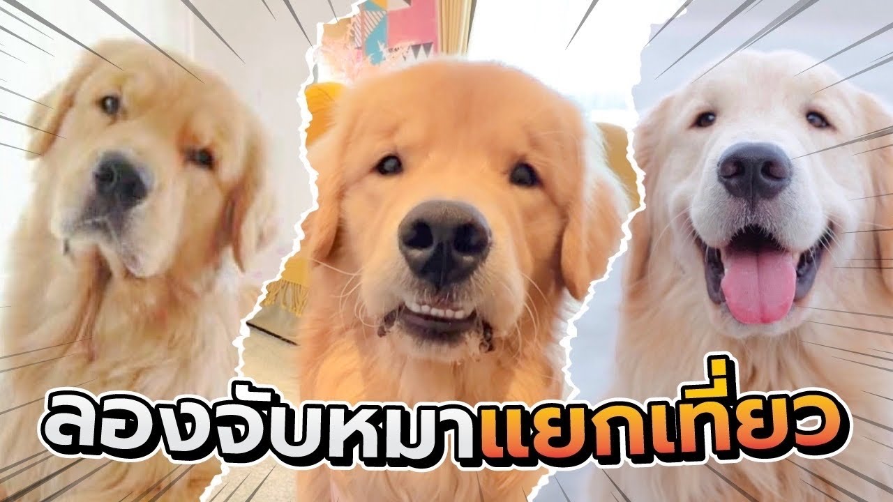 Japan and Friends – ลองจับหมาแยกเที่ยว มาตัวเดียวจะสนุกมั้ย l Japan and Friends Japan and Friends – ลองจับหมาแยกเที่ยว มาตัวเดียวจะสนุกมั้ย l Japan and Friends