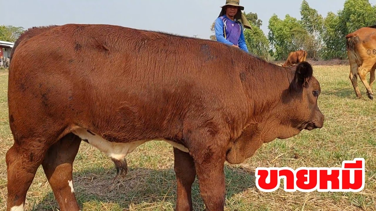 Boonchoo Channel เกษตรสร้างสุข ด้วยวิถีพอเพียง – วัวงามเมืองพยัคฯ โชคมีชัยฟาร์ม สุดยอดวัวงามวัวใหญ่ เจอทีเด็ดลูกบีฟมาสเตอร์นึกว่าหมี มีวัวเล่ไซสยักษ์ Boonchoo Channel เกษตรสร้างสุข ด้วยวิถีพอเพียง – วัวงามเมืองพยัคฯ โชคมีชัยฟาร์ม สุดยอดวัวงามวัวใหญ่ เจอทีเด็ดลูกบีฟมาสเตอร์นึกว่าหมี มีวัวเล่ไซสยักษ์