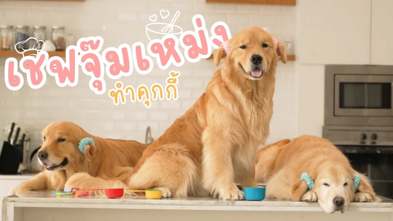 Japan and Friends – เชฟจุ๊มเหม่งทำคุกกี้ | Japan and Friends Japan and Friends – เชฟจุ๊มเหม่งทำคุกกี้ | Japan and Friends