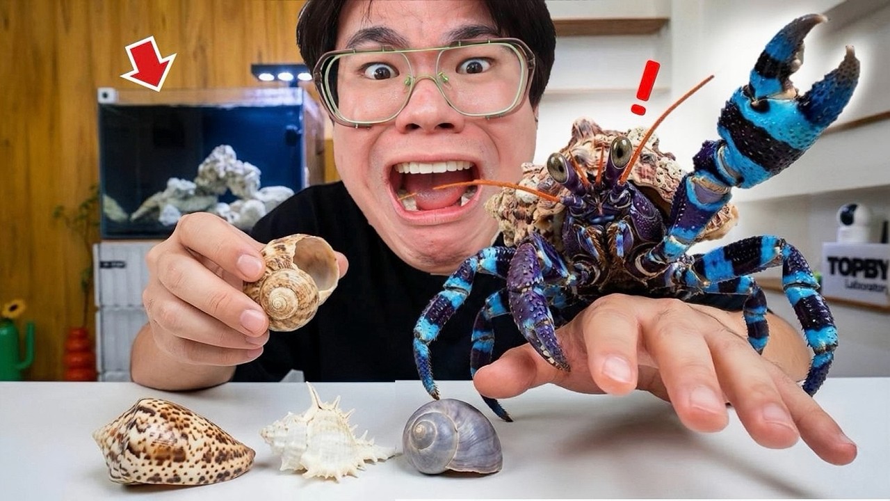 Topby Toast – สมาชิกตัวแรก ตู้ปลาทะเล…แต่ไม่ใช่ปลา! 🦀 Topby Toast – สมาชิกตัวแรก ตู้ปลาทะเล…แต่ไม่ใช่ปลา! 🦀