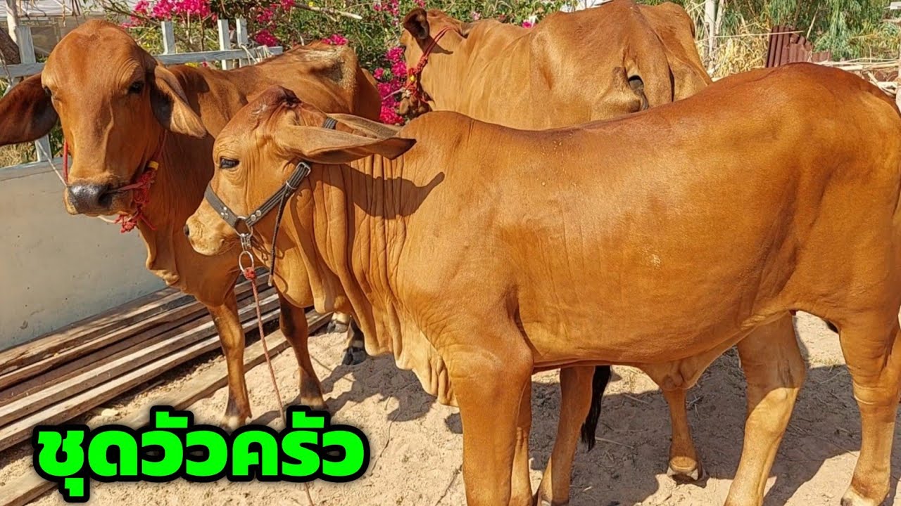 Boonchoo Channel เกษตรสร้างสุข ด้วยวิถีพอเพียง – วัวครัวมาใหม่ 16 เม.ย.69 แม่ลูกชุดนี้มีแต่งามๆสมราคา เริ่มต้น 13,500 คอกฮ้อยวิกาฬสินธุ์ Boonchoo Channel เกษตรสร้างสุข ด้วยวิถีพอเพียง – วัวครัวมาใหม่ 16 เม.ย.69 แม่ลูกชุดนี้มีแต่งามๆสมราคา เริ่มต้น 13,500 คอกฮ้อยวิกาฬสินธุ์