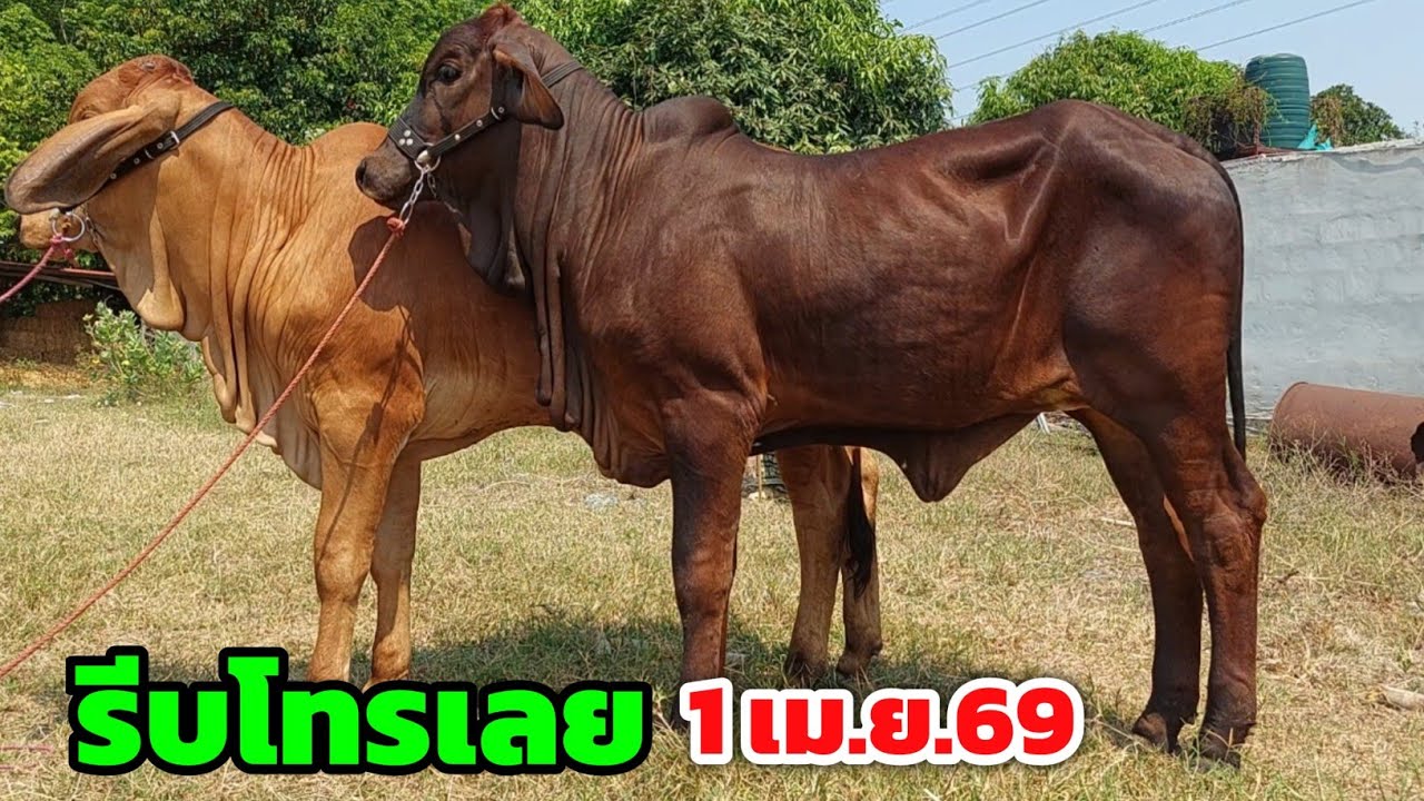 Boonchoo Channel เกษตรสร้างสุข ด้วยวิถีพอเพียง – นาทีทอง‼️เจอแบบนี้ใครไม่ซื้อเสียดายแน่ๆ ใครโทรคนนั้นได้ ของดีมาใหม่ ฮ้อยดิวส่งฟรีอีสาน | 1 เม.ย.69 Boonchoo Channel เกษตรสร้างสุข ด้วยวิถีพอเพียง – นาทีทอง‼️เจอแบบนี้ใครไม่ซื้อเสียดายแน่ๆ ใครโทรคนนั้นได้ ของดีมาใหม่ ฮ้อยดิวส่งฟรีอีสาน | 1 เม.ย.69