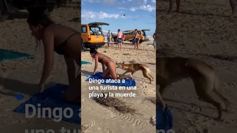 El momento en que un dingo ataca una turista en una playa y la muerde. No es el único caso El momento en que un dingo ataca una turista en una playa y la muerde. No es el único caso