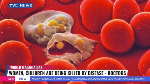 World Malaria Day: Women, Children are Being K!lled by Disease – Doctors World Malaria Day: Women, Children are Being K!lled by Disease – Doctors