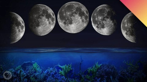 How The Moon Controls Biological Cycles How The Moon Controls Biological Cycles
