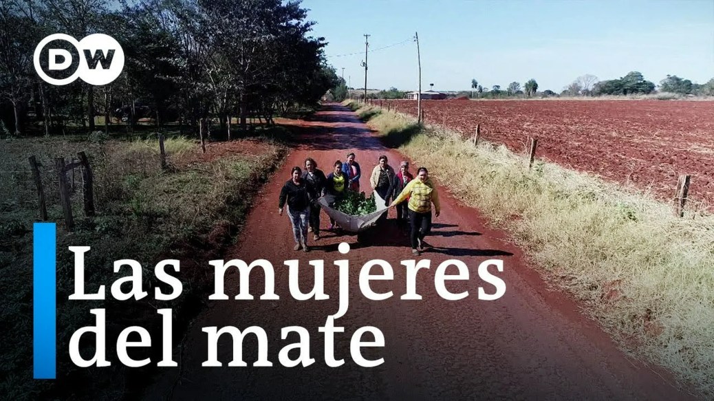 El cultivo del ka´a en Paraguay El cultivo del ka´a en Paraguay