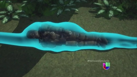Hombre se prepara para ser devorado por una anaconda para un experimento Hombre se prepara para ser devorado por una anaconda para un experimento