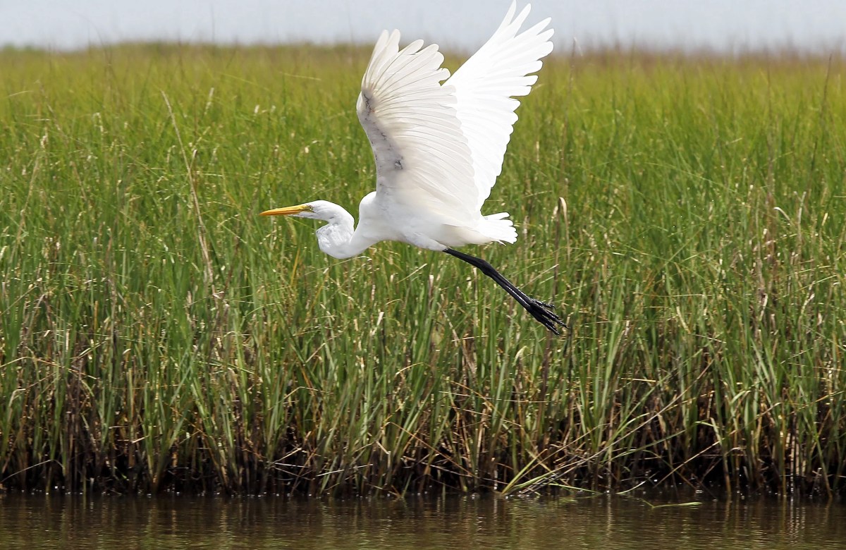 Top 20 Outdoor Adventures for Nature Lovers in Louisiana Top 20 Outdoor Adventures for Nature Lovers in Louisiana