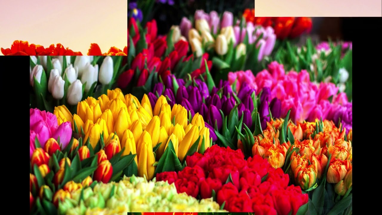 Beautiful Flowers| Amazing Nature Scenery |The Best Relax Music • 5 HOURS| Vast Sounds Beautiful Flowers| Amazing Nature Scenery |The Best Relax Music • 5 HOURS| Vast Sounds