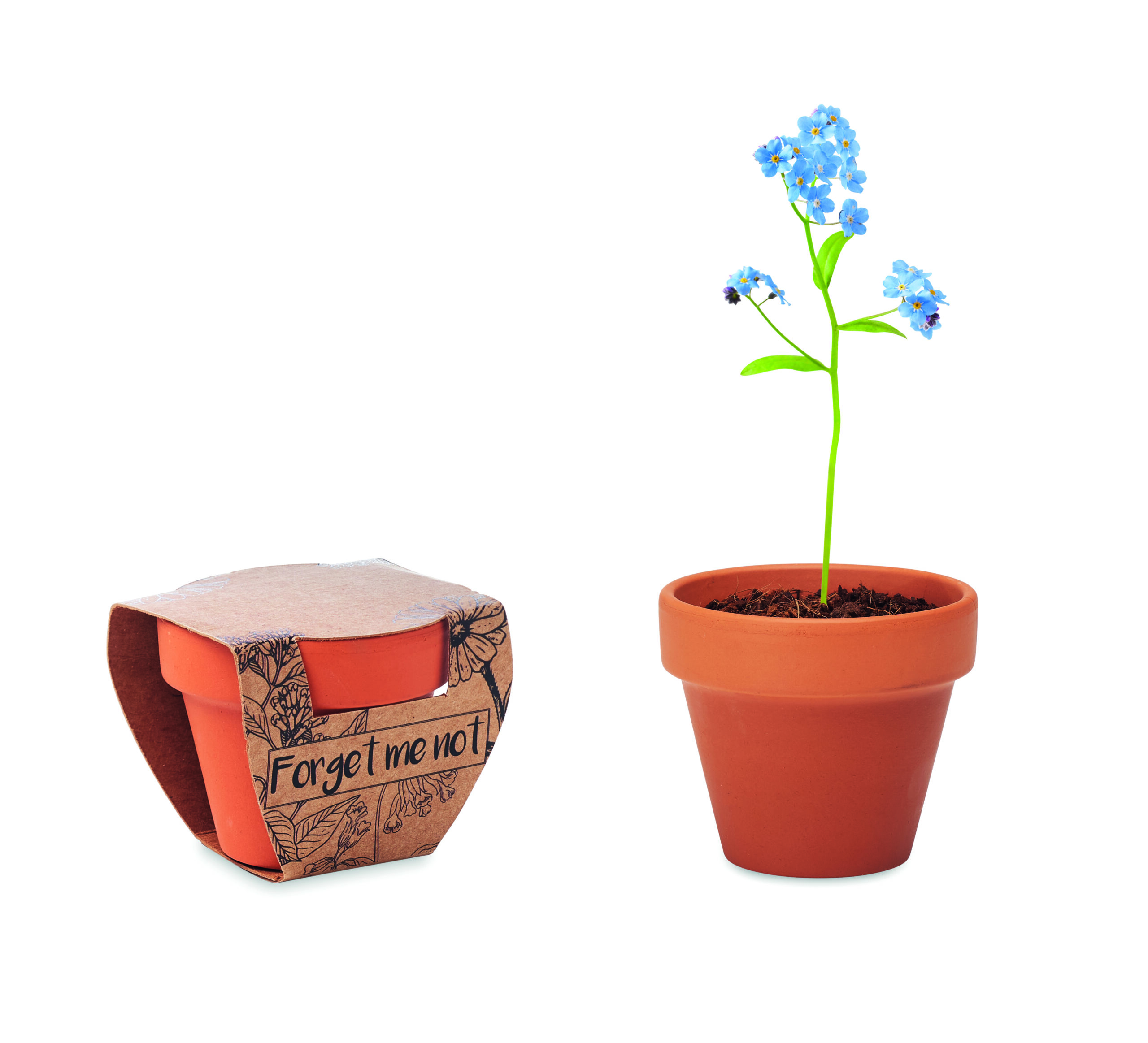 Pot graines de myosotis