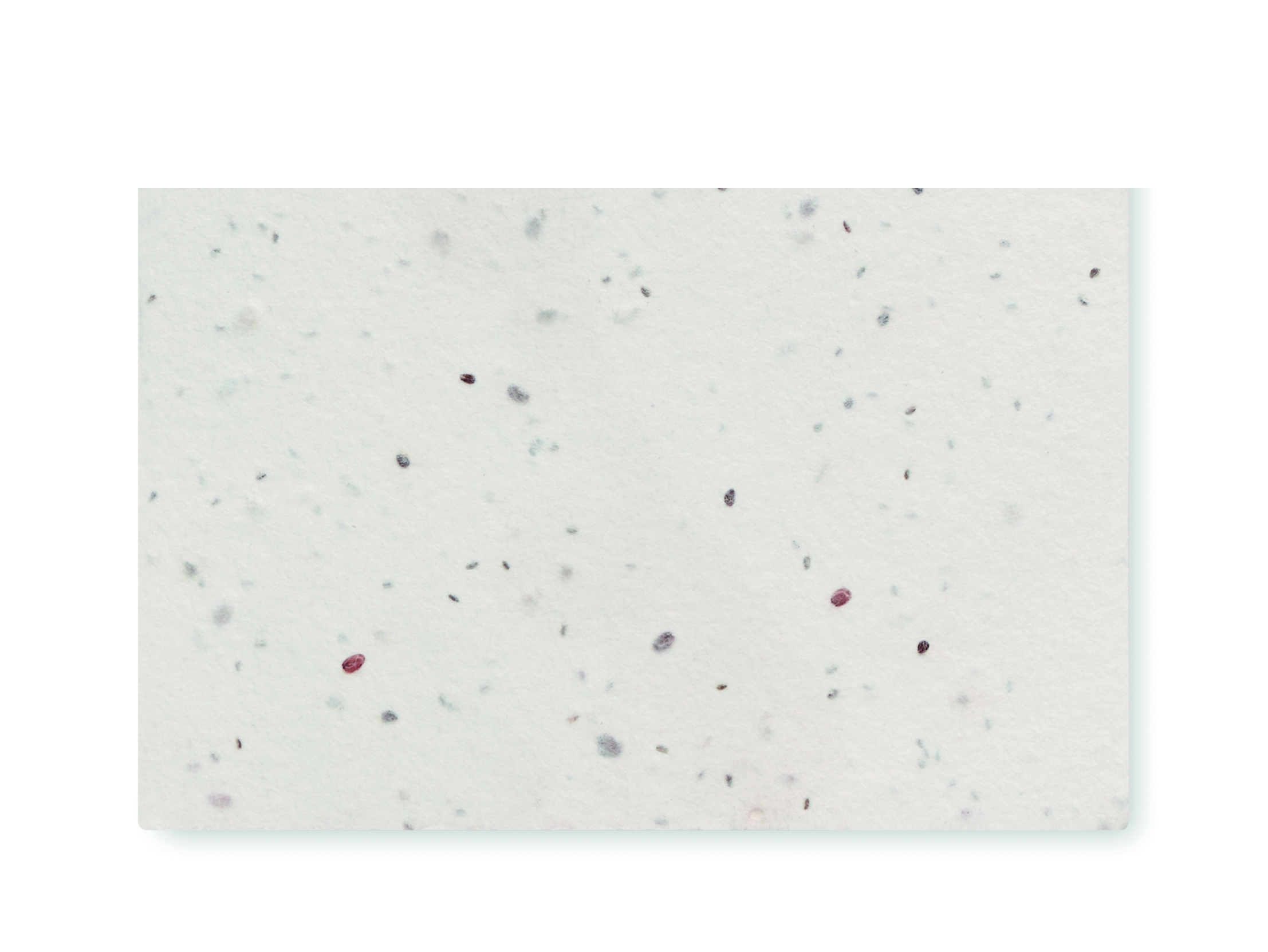 Carte de visite pour les graine