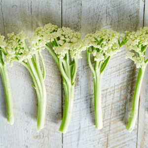 Cauli Blossom Cauli Blossom