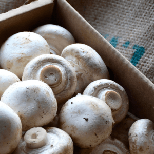 Button Mushrooms Button Mushrooms