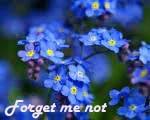 500 Semillas de flores Amabile de Cynoglossum Chinese Forget ME NOT (lengua de sabuesos)
