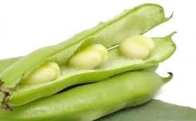 Semillas de frijol de caballo (también conocidas como semillas de frijol Fava) sin OMG, aproximadamente 20-25 semillas por paquete, frijol carnoso