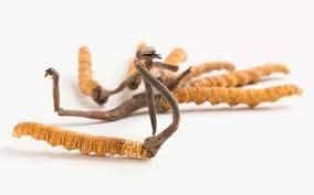 Astha Mystique Hills Organic Cordyceps sinensis Polvo (Hongos Caterpillar) Ophiocordyceps sinensis Champiñón, 1.76 oz